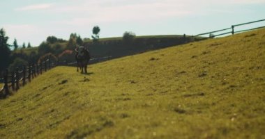 İnek, dağ tepesindeki yeşil tarlada açık gökyüzüne ve dağ geçmişine karşı otluyor. Karpat dağlarında yabani çiçek çayırlarında otlayan süt ineği. Evcil sığırlar. Doğal süt. Hayvancılık.