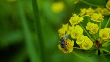 Uçan bal arısı sarı çiçekten nektar topluyor, makro görüntü. Çiçekteki arıya yaklaş. Bahar tarlasında tecavüz çiçeğinin üzerinde bal arısı