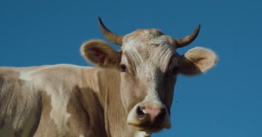 Süt ineğinin başı açık mavi gökyüzüne karşı. İnekler tarlada otluyor. Evcil hayvanlar. Evcil sığırlar. Hayvan yetiştiriciliği. Çiftlik hayvanları yetiştiriciliği