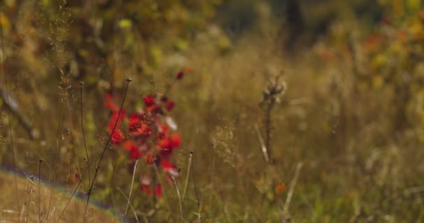 Flowers Grass Sway Warm Summer Wind Meadow Countryside Field Red — Stock Video