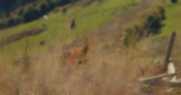 Zielone Pole Dzikimi Kwiatami Roślinami Wzgórzach Górskich Trawa Kołysze Się — Wideo stockowe