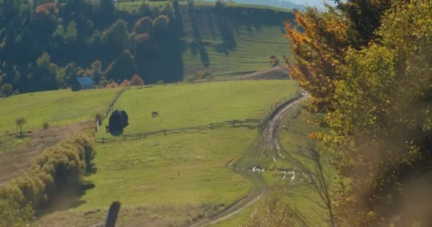 カルパチア山脈の緑の牧草地やフィールド 暖かい山の秋の風景 緑の山の谷の壮大な景色 美しい山の風景 農村部 — ストック動画