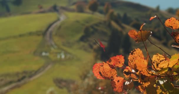 Sonbaharda Rüzgarda Sallanan Sarı Kırmızı Ağaç Yaprakları Bulanık Dağ Arkaplanı — Stok video