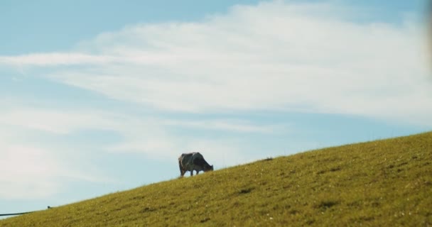 Vaca Pastando Montanha Verde Com Mulher Caminhando Através Campo Vacas — Vídeo de Stock