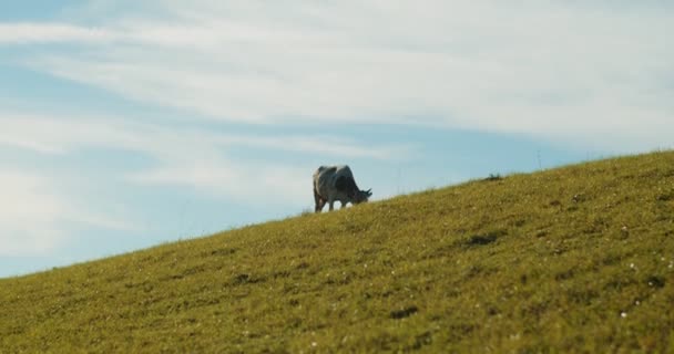 Vaca Leiteira Prado Alpino Verde Vaca Que Pastoreia Campo Verde — Vídeo de Stock