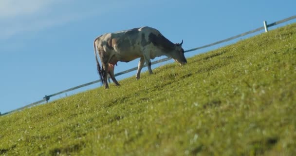 Vaca Leiteira Pastando Pasto Mastigando Grama Verde Dia Ensolarado Verão — Vídeo de Stock