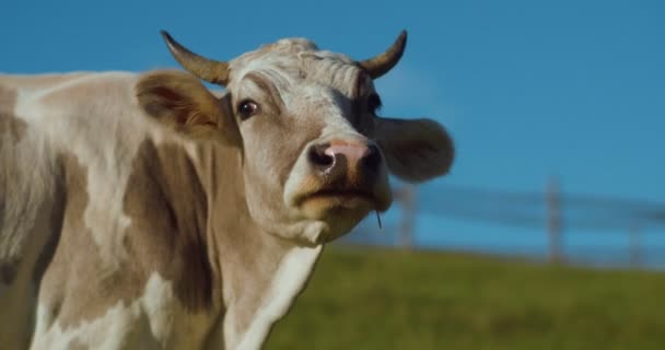 澄んだ青い空に対する牛の頭を閉じます 山の丘の牧草地で国内の酪農牛の牧草地 家畜だ 天然乳だ 動物飼育 畜産業 — ストック動画