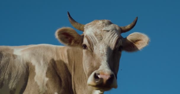 澄んだ青空に対する酪農牛の頭 牛の放牧場 家畜だ 家畜だ 動物飼育 畜産業 — ストック動画