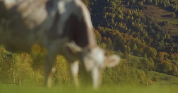 Kühe Kauen Grünes Gras Auf Der Weide Kühe Weiden Auf — Stockvideo