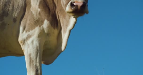 Крупный План Коровы Смотрящей Камеру Голубом Фоне Неба Молочная Корова — стоковое видео