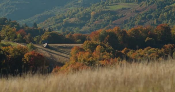 Wildblumenwiese Herbst Mit Berghügeln Hintergrund Grüne Berglandschaft Mit Vergilbten Bäumen — Stockvideo