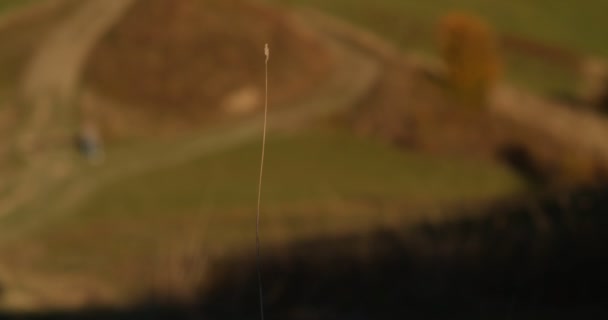 Spikelet Dzikiej Rośliny Polnej Niewyraźne Tło Górskie Cień Padający Dzikie — Wideo stockowe