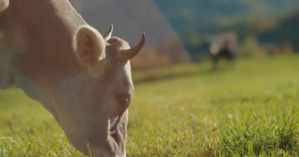 Vaca Mastigar Grama Verde Fresca Prado Vacas Leiteiras Pastando Campo — Vídeo de Stock