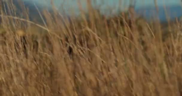 在山中的野花草地上漫步 花儿和植物在风中在田野里摇曳 自然景观 — 图库视频影像