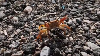 Yengeç çakıl taşlarında hızlı hareket ediyor. Yoldan geçen küçük yengeç. Kırmızı yengeç yol boyunca ilerliyor.