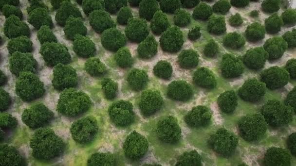 Naranjos Cítricos Plantaciones Frutales Naranjos Verdes Huerto Jardín Frutas Cítricas — Vídeos de Stock