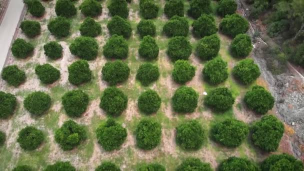 Plantación Naranja Soleado Día Verano Árboles Verdes Cítricos Huerto Frutas — Vídeo de stock
