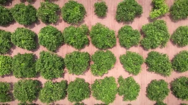 Mandarijn Sinaasappelplantage Met Citrusvruchten Groene Fruitbomen Groeien Boomgaard Vliegen Fruittuin — Stockvideo