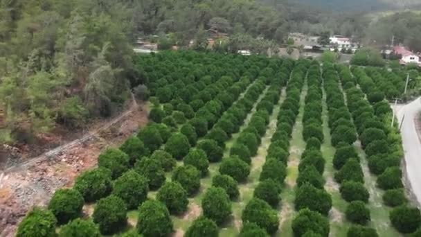 Orti Arancioni Agrumi Verdi Che Crescono Nel Frutteto Piantagione Arance — Video Stock