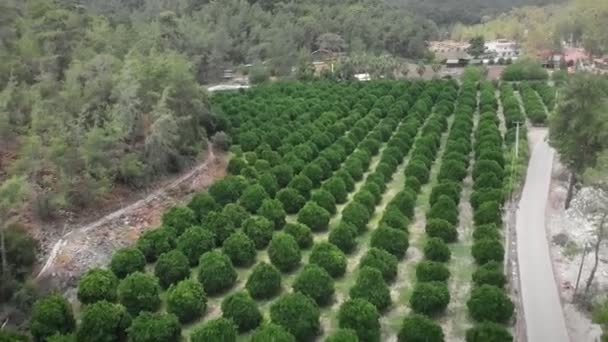 Agrumi Arancio Sugli Alberi Giardino Primaverile Piantagione Agricola Locale Foglie — Video Stock