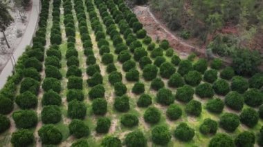 Tarım sektörü üretimi. Turuncu turunçgil tarlası. Meyve yetiştiren meyve bahçesi. Mandalina limon bahçesi