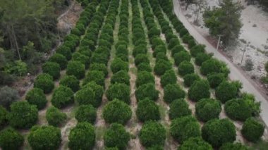 Portakal fidanlığı ağaçları. Güneşli yaz gününde turunçgiller üzerinde uçmak. Meyve bahçesi. Portakal, limon ve limon ağaçları. Türkiye 'de tarım sanayii