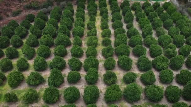 Plantacja Owoców Cytrusowych Pomarańczowe Zielone Drzewa Rosnące Ogrodzie Owocowym Sad — Wideo stockowe