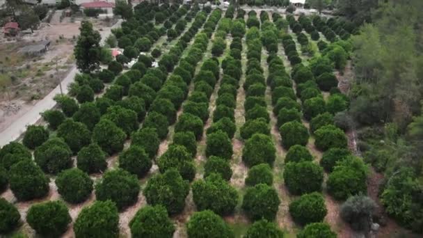 Piantagione Agrumi Alberi Verdi Che Crescono Aranceto Giardino Frutta Sole — Video Stock