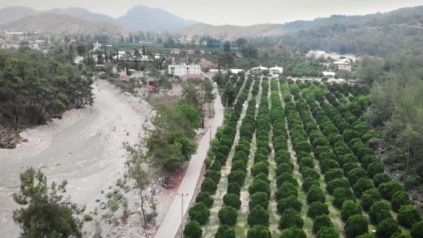 Groene Citrusbomen Sinaasappel Citroen Limoenplantage Vruchtboomgaarden Oogsten Landbouwsector — Stockvideo