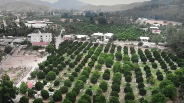 Mandarino Piantagione Arance Agrumi Verdi Che Crescono Nel Frutteto Giardino — Video Stock