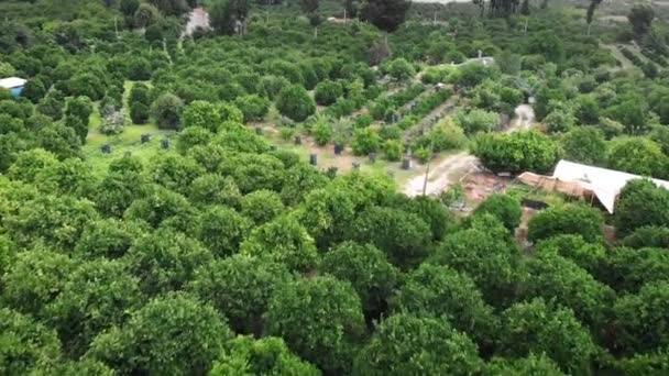 Flug Über Blühende Orangenplantagen Grün Wachsende Zitrusbäume Obstgarten Obstplantage Landwirtschaft — Stockvideo