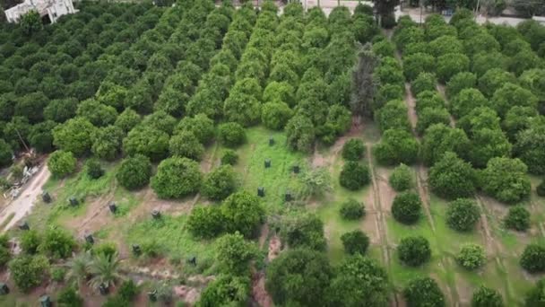 Citrus Grove Laranja Limão Árvores Verdes Jardim Frutas Plantação Tangerina — Vídeo de Stock