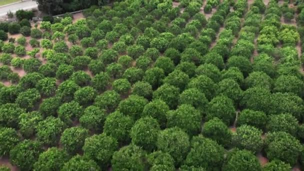 Plantación Naranja Limón Huerto Cítricos Árboles Frutales Verdes Creciendo Jardín — Vídeos de Stock