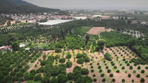 Fermă Plantație Pomi Fructiferi Livada Citrice Portocalii Ziua Însorită Vară — Videoclip de stoc