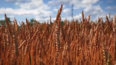 Mavi gökyüzüne karşı sarı buğday tarlası. Güneşli bir günde buğday tanecikleri, yakın çekim. Tahıl hasadı yazın olgunlaşır. Tarım alanı bulutlu mavi gökyüzüne karşı. Buğday üretimi