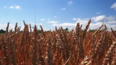 Bulutlu mavi gökyüzüne karşı buğday dikenli sarı tarım alanı. Mavi gökyüzüne karşı rüzgarda dalgalanan buğday tanecikleri. Güneşli yaz gününde tarlada buğday kulakları. Tarım sektörü kavramı