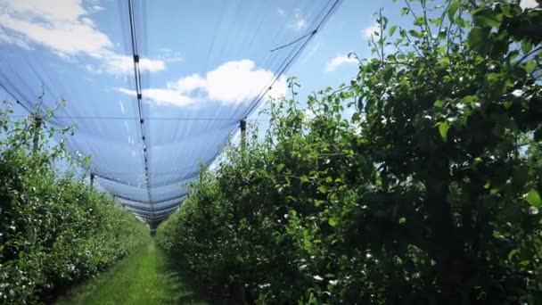 Grădină Fructe Mere Pere Arbori Fructiferi Verzi Înfloresc Livada Agricolă — Videoclip de stoc