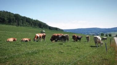 Tepedeki yeşil tarlada otlayan inekler. Sığır çiftliği. Süt ineği sürüleri yeşil çayırlarda otlar. Süt ve sığır eti üretimi. İnekler çimde otluyor ve çiftlikte otlanıyor.