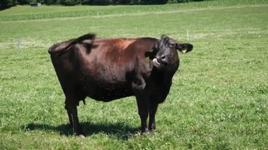 İnek kuyruğunu sallar ve sinekleri vücuttan uzak tutar. Dağlarda yeşil çimlerde otlayan inek. Çiftlik hayvanları. Evcil sığırlar. Süt ürünleri yetiştiriciliği. Yazın yeşil çayırdaki inek