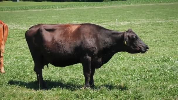 Cow Wags Its Tail Drives Away Flies Brown Dairy Cow — Stock Video