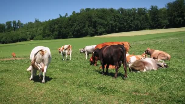 젖소들은 풀밭에서 있습니다 여름에는 산에서 소들도 있습니다 가축을 양식한다 가축입니다 — 비디오