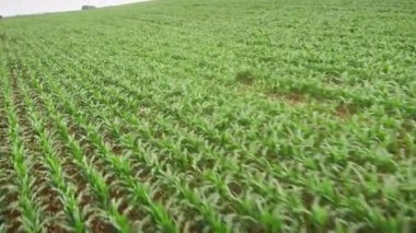 Yeşil mısır tarlası. Tarım alanında büyüyen genç yeşil mısır. Güneşli bir günde mısır tarlası. Mısır çayırı. Tarım ve tarım kavramı