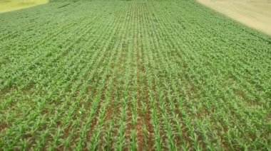 Tarım çiftliği. Tarım tarlasında mısır tarlası. Tarım sektörü konsepti. Çayır üzerinde büyüyen genç yeşil mısır. Tahıl çiftliği mısır mahsulü