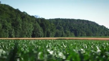 Yeşil mısır bitkilerinin üzerinde uçuyorlar. Mısır tarlası. Tarım alanında büyüyen genç yeşil mısır. Tarım sektörü konsepti. Mısır gevreği hasat ve ekip biçme