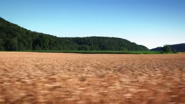 Yellow Wheat Field Clear Blue Sky Moving Growing Wheat Grains — ストック動画