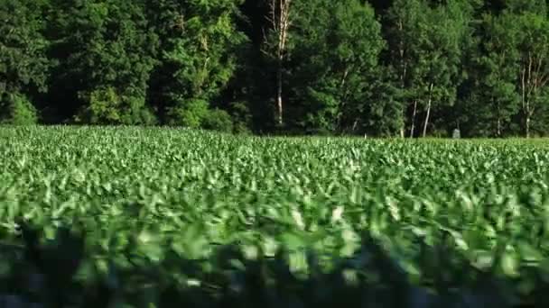 Voando Sobre Campo Milho Verde Plantas Milho Crescendo Campo Agricultura — Vídeo de Stock