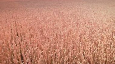 Yazın olgunlaşan buğday tarlası. Rüzgarda sallanan tahıllı buğday başakları. Tahıl hasadı yazın olgunlaşır. Tarım işi. Çevresel buğday tanesi
