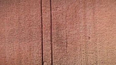 Bitmeyen sarı tarımsal buğday tarlasının güzel manzarası. Ekinler ve tarım traktörünün tekerlekleri. Çiftçilik kavramı. Tarım ve tarım endüstrisi. Olgunlaşmış tahıllı buğday tarlası