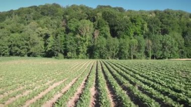Baharda yeşil turp tarlasında uçmak. Güneşli yaz gününde büyüyen ve olgunlaşan genç yeşil turp ürünleri. Organik sebzelerle tarım tarlası. Hasat mevsimi. Tarım sektörü