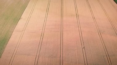 Sarı buğday tarlasında ağır makinelerin tekerlek izleriyle uçuyor. Tarım ekili tarla ve buğday yetiştirme tahılı. Çiftçilik kavramı. Tarım işi. İlkbaharda tarım alanı